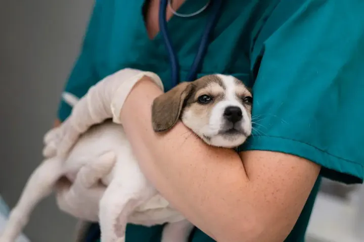 Vale a pena fazer um plano de saúde para cachorro? Descubra agora